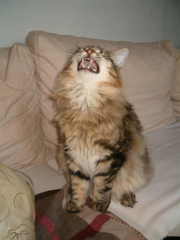 Norsk Skovkat Cæsar - Fint tandsæt, hehe!! billede 15