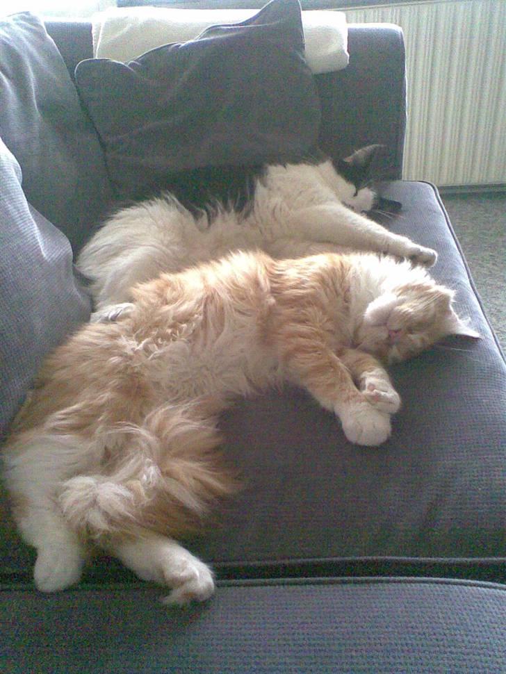 Maine Coon Trold - middagslur med søster mille billede 9