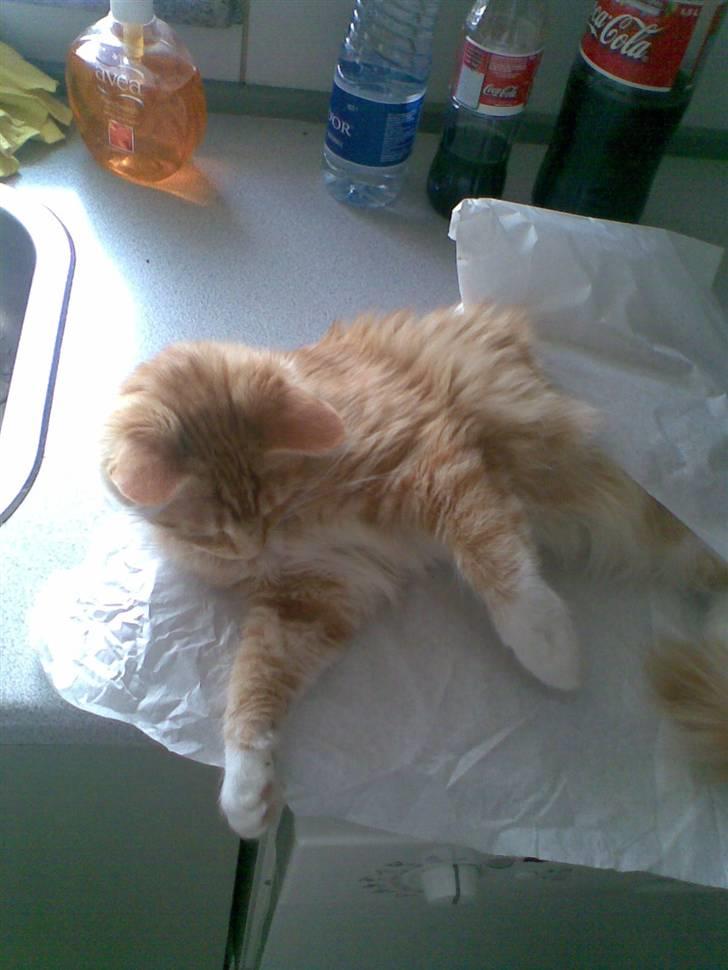 Maine Coon Trold - syy,, jeg sover på køkkenbordet, billede 10