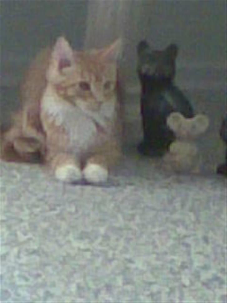 Maine Coon Trold - i finder mig aldrig !!        (mobilbillede) billede 11