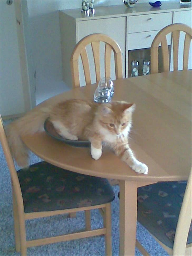 Maine Coon Trold - øv ! skålen er blevet for lille. billede 12