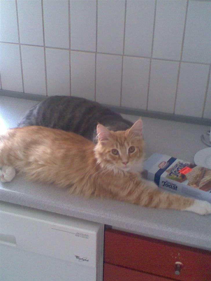 Maine Coon Trold - mig og tykmis igen! på køkkenbordet. billede 13