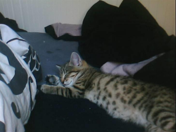 Blanding af racer Chili billede 14