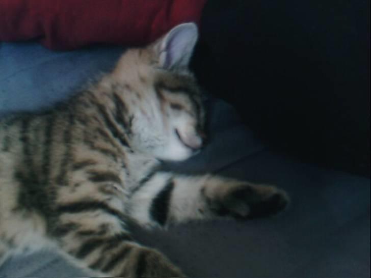 Blanding af racer Chili billede 16