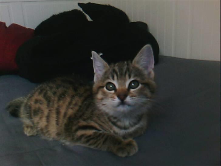 Blanding af racer Chili billede 17