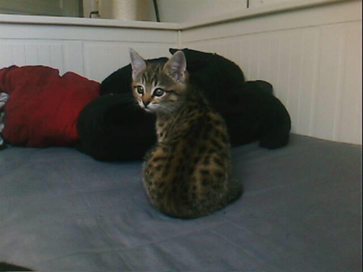 Blanding af racer Chili billede 18