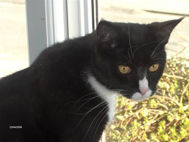 Blanding af racer Maine Coon mix *Burgermis - Mors smukke jæger mis billede 1