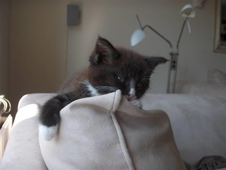 Blanding af racer Maine Coon mix *Burgermis - Baby-Burger billede 2