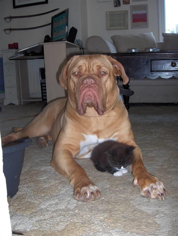 Blanding af racer Maine Coon mix *Burgermis - Burgers "bodyguard"....vores hund Cleo (en Dogue de Bordeaux) billede 3