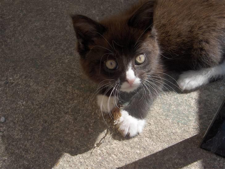 Blanding af racer Maine Coon mix *Burgermis - Så søø da han var baby billede 4