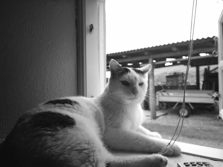 Huskat Stitch :o) billede 1