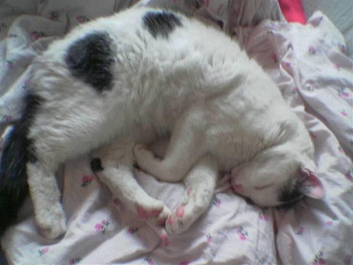 Huskat Stitch :o) billede 2