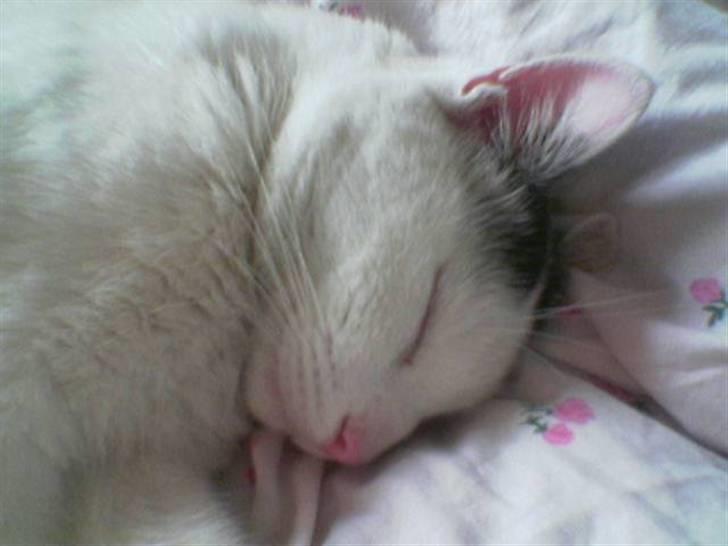 Huskat Stitch :o) billede 3