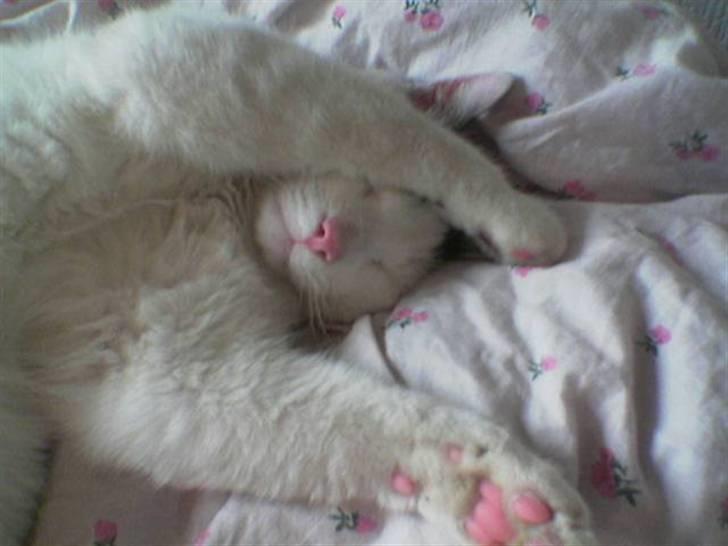 Huskat Stitch :o) billede 4