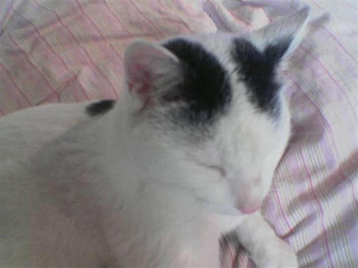 Huskat Stitch :o) billede 5