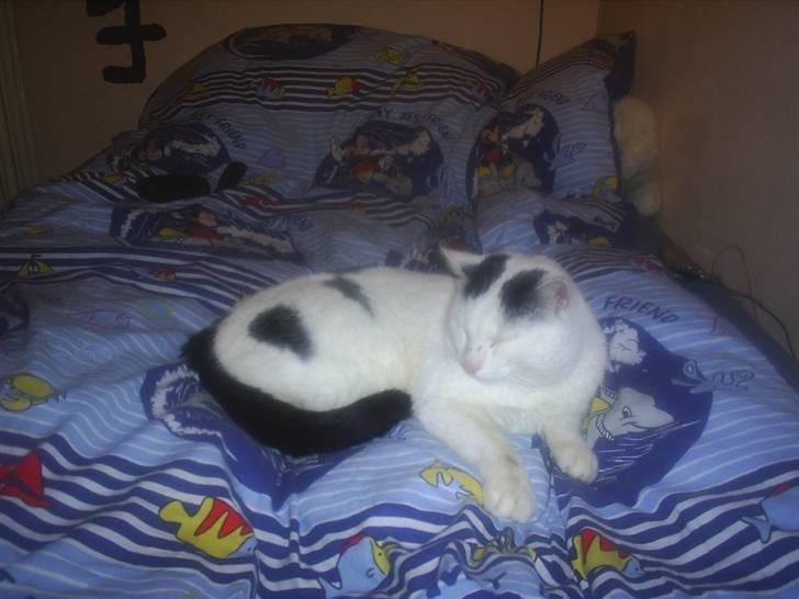 Huskat Stitch :o) billede 6