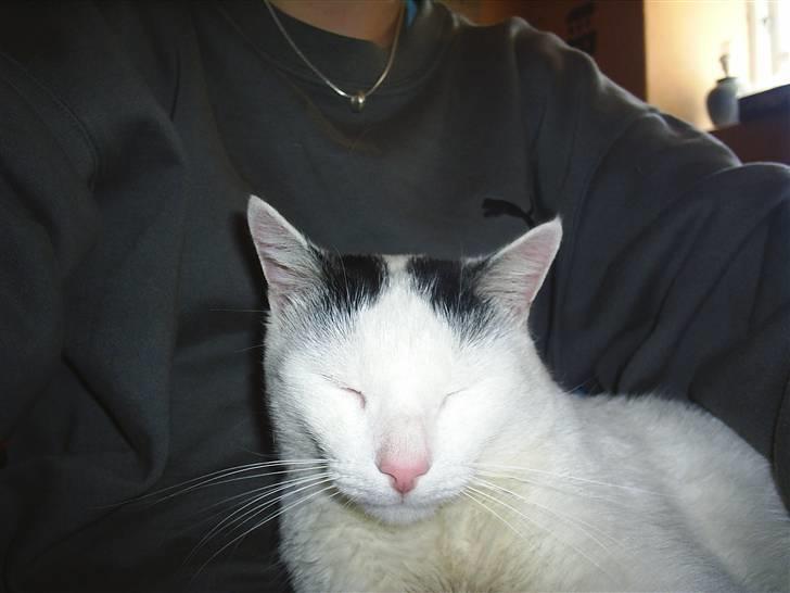 Huskat Stitch :o) billede 7