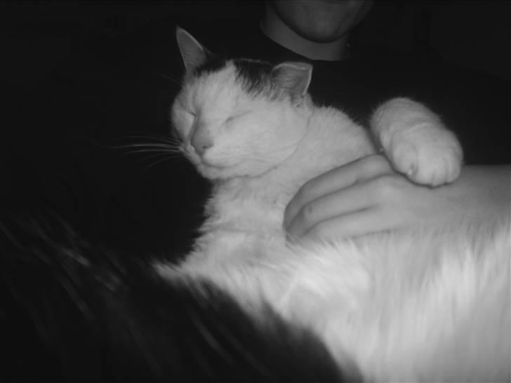 Huskat Stitch :o) billede 8