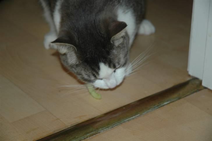 Huskat Fut billede 12