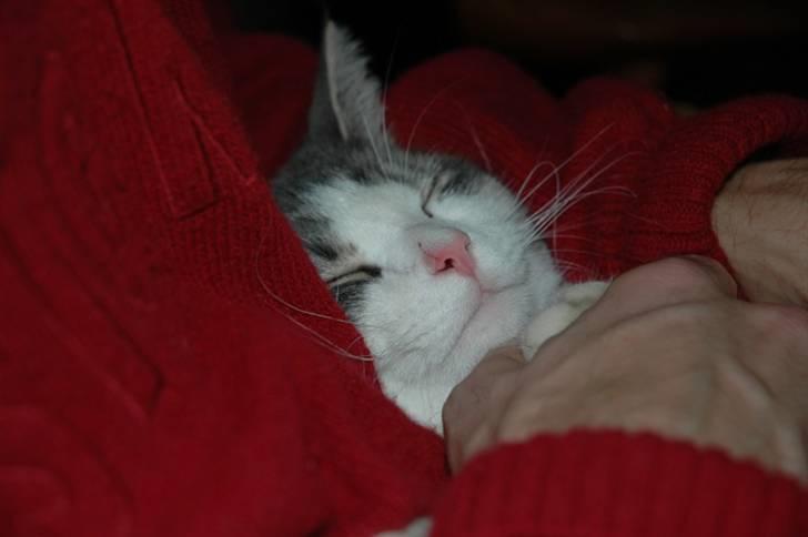 Huskat Fut billede 13