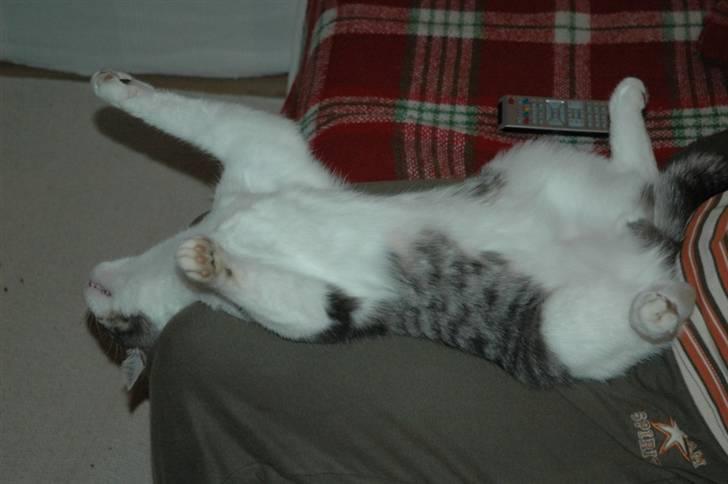 Huskat Fut billede 14