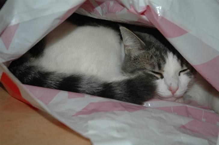 Huskat Fut billede 15