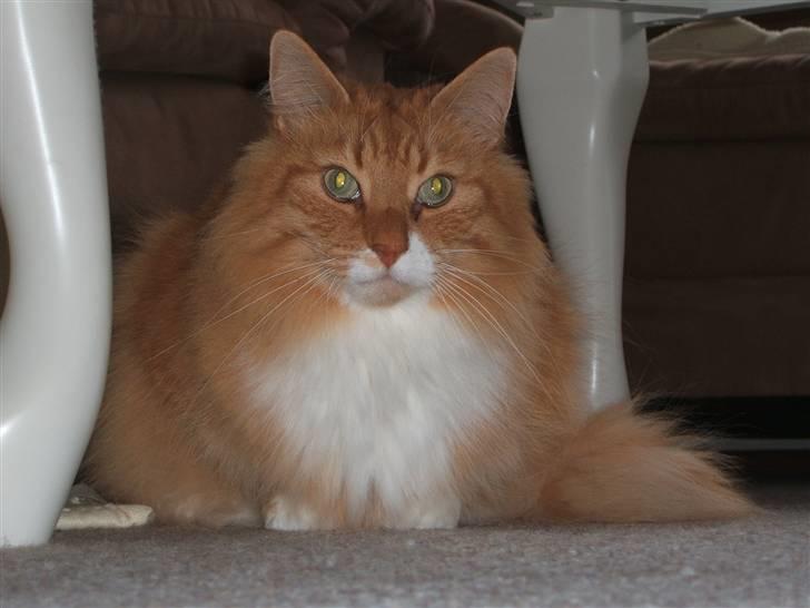 Norsk Skovkat kvik R.i.p billede 12