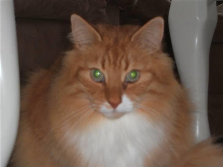 Norsk Skovkat kvik R.i.p billede 13