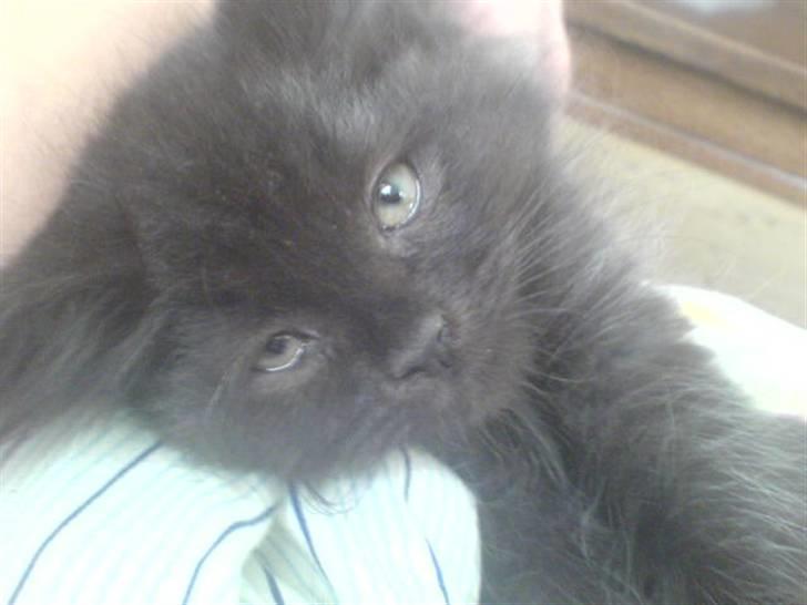 Blanding af racer Cæsar - Her er lille cæsar ikke mange måneder gammel... :) billede 1