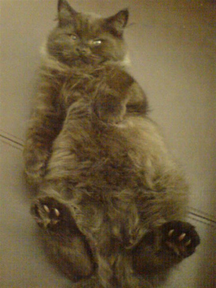 Blanding af racer Cæsar - Lidt ældre version af samme skønne kat... billede 2