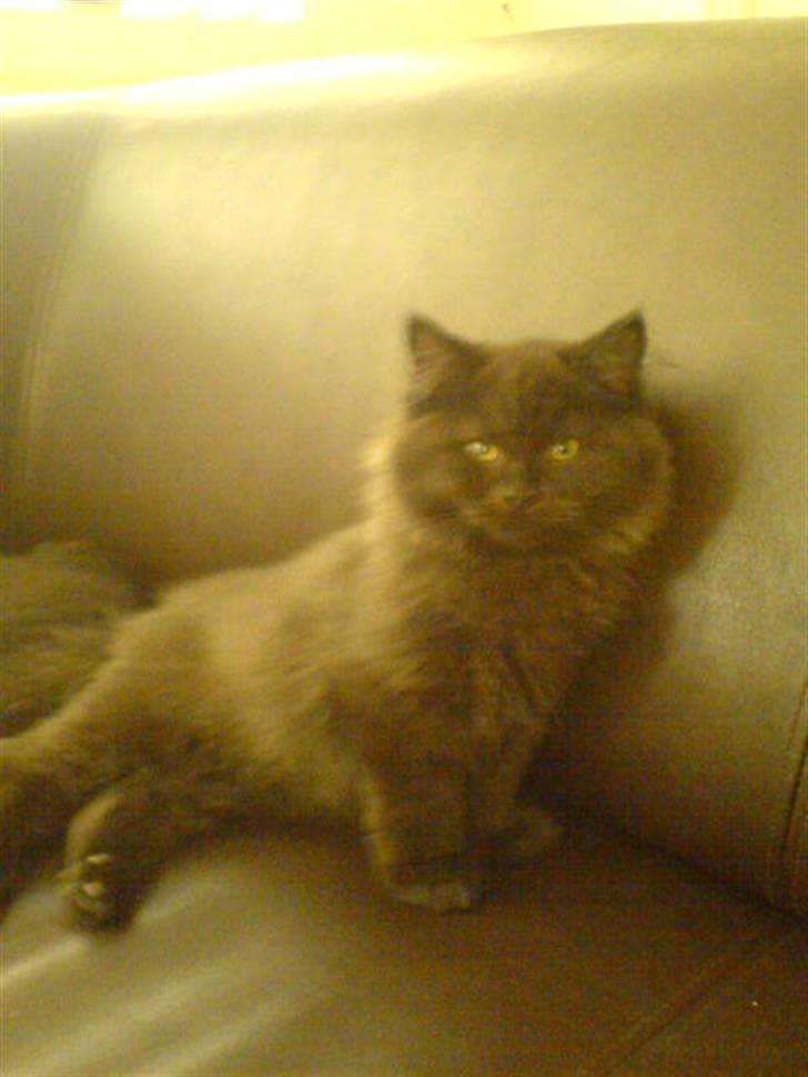 Blanding af racer Cæsar - Godt med en lille lur og strækketur:) billede 3