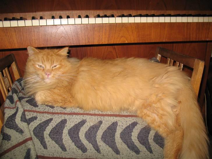 Blanding af racer Johnny - Johnny på klaverskamlen :) billede 1