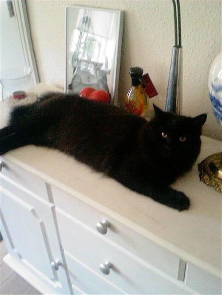 Blanding af racer Cæsar - Sådan ser jeg ud nu... Når jeg ligger de steder jeg IKKE må... Forsøger at charme lidt med mine øjne... ;) billede 4