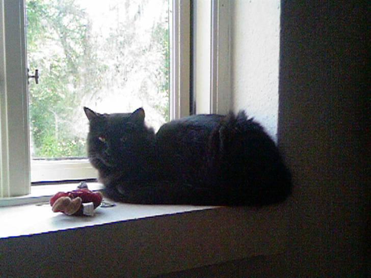 Blanding af racer Cæsar - Skønt med lidt kølig luft, men ærgerligt jeg ikke må fange fuglene udenfor... :( billede 5