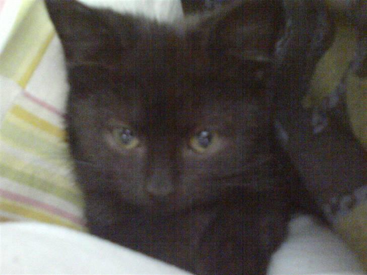 Blanding af racer Cleo - Putter lidt med min ejer.. Elsker jeg... :) billede 1