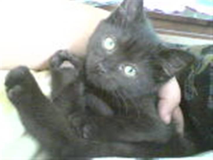 Blanding af racer Cleo - Her putter jeg sørme igen... :) billede 2