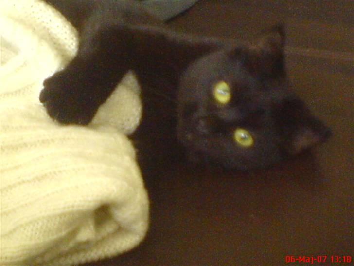 Blanding af racer Cleo - Prøver lige at trække blusen op over mig for at gemme mig... ;) billede 4