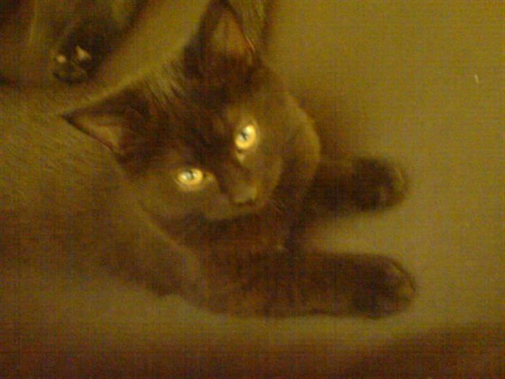 Blanding af racer Cleo - Skal også lige have et billede med, hvor jeg bare ligger og ser yndig ud... :) billede 5