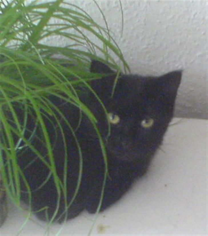 Blanding af racer Cleo - Passer godt på mit kattegræs.. Skal ikke risikere nogen snupper det, så holder mig i nærheden.. :) billede 6