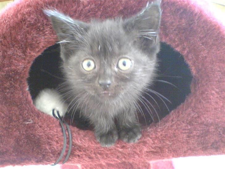 Blanding af racer Cleo - Mig som killing! billede 7