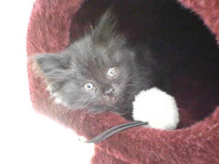 Blanding af racer Cæsar - Den samme lille kat, bare yngre...  billede 6