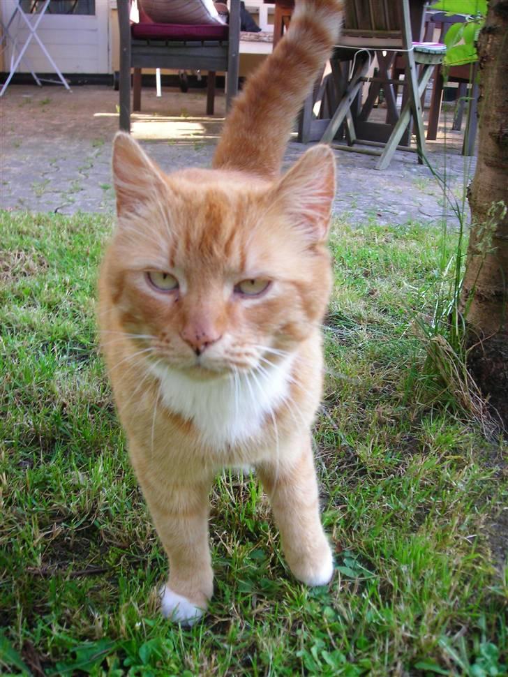 Huskat Paplo Picasso - Kan du se...jeg er en meget menneske glad kat<3 billede 10