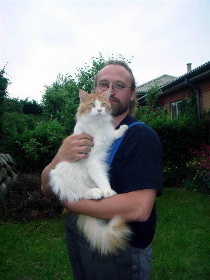 Maine Coon Durango - Uha... godt far er her til at passe på mig ude i haven! Kort efter vi fik Durango hjem. billede 6