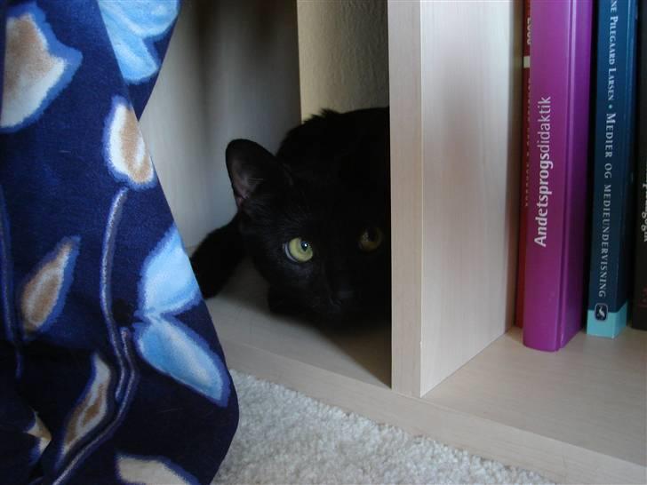 Huskat kahlua - lure lure billede 8