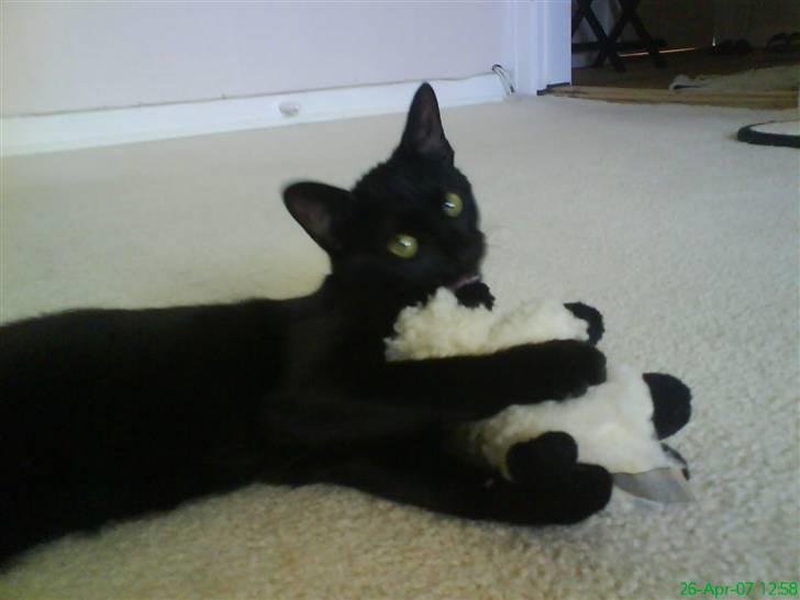 Huskat kahlua - kahlua med sit brydefår,som hun afreagerer på når Chanell ikke gider lege. billede 9