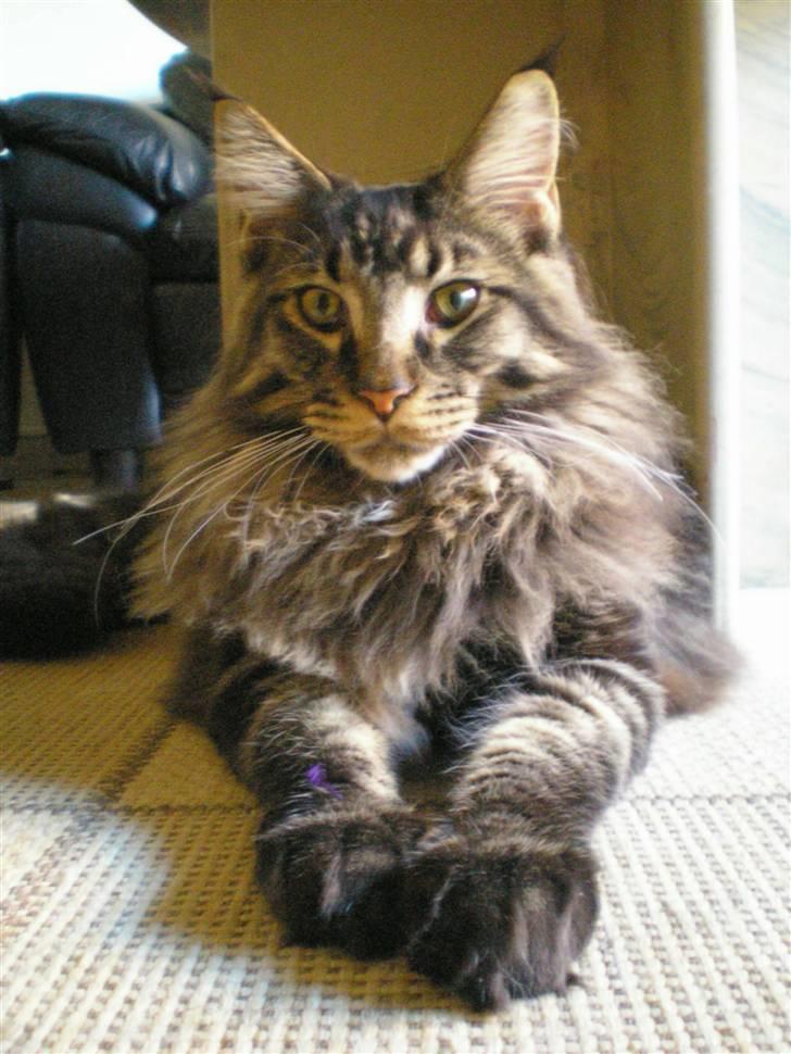 Maine Coon DK Snowshy’s Balbora - Balbora billede 4