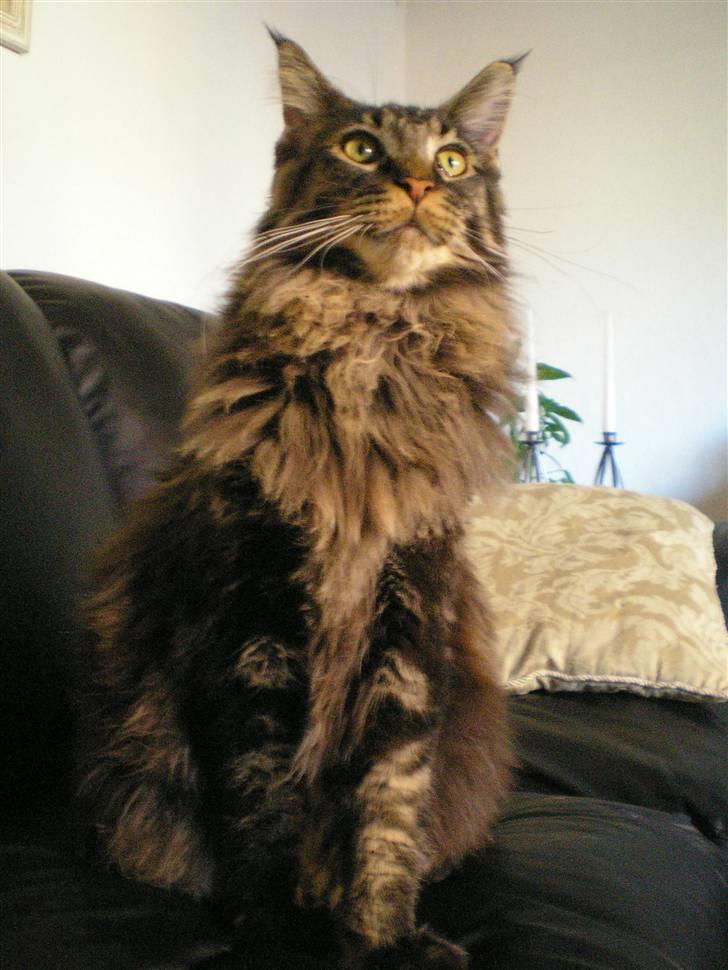 Maine Coon DK Snowshy’s Balbora - Balbora billede 7