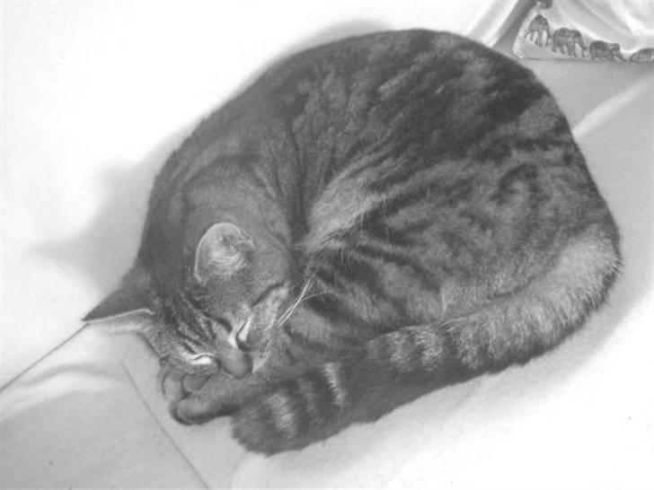 Blanding af racer sille  - sille slapper af ;-)  billede 1