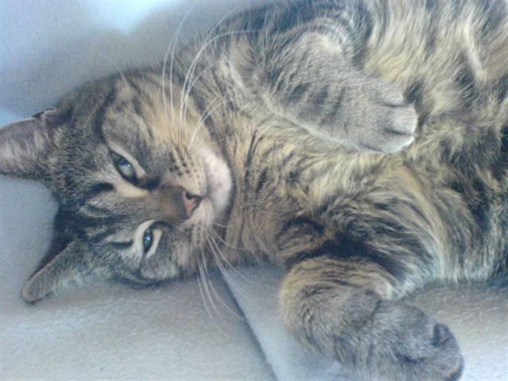 Blanding af racer sille  - sille nyder livet :-) billede 2