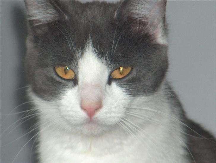 Huskat Abby  - abs baby billede 1